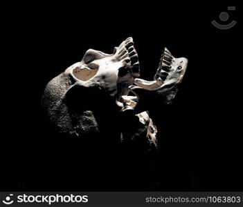 Photo of a skull on a black background