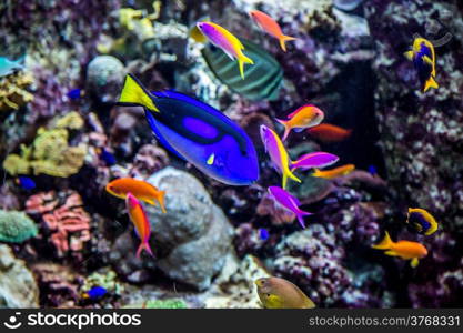 Photo of a tropical fish on a coral reef in Dubai aquarium