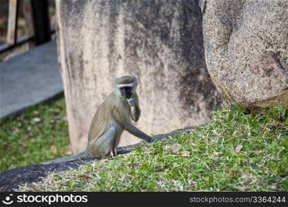 Photo of a Wild baboon in Africa