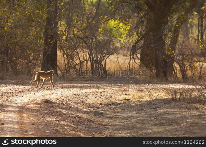 Photo of a Wild baboon in Africa