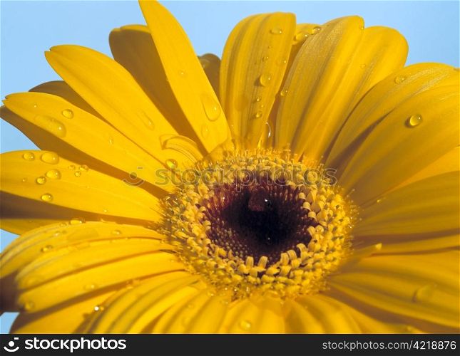 Photo of a yellow Gerbera flower against the blue sky. Scanned medium format film.