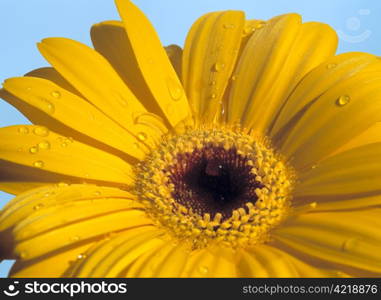 Photo of a yellow Gerbera flower against the blue sky. Scanned medium format film.