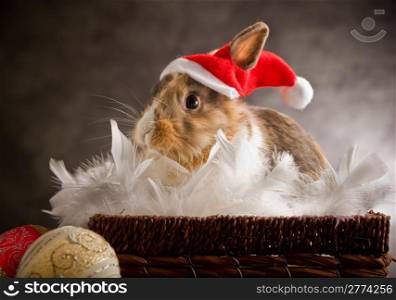photo of adorable Dwarf rabbit wearing a Santa Claus Costume