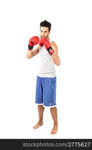 photo of adult boxer on white background