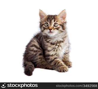 photo of an adorable cat a over white background