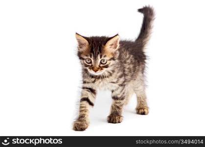 Photo of an adorable cat a over white background