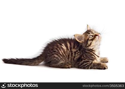Photo of an adorable cat a over white background
