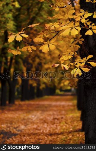 Photo of an autumn alley in the countryside.
