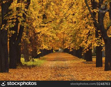 Photo of an autumn alley in the countryside.