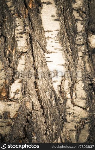 Photo of an old tree bark stylized antique photos