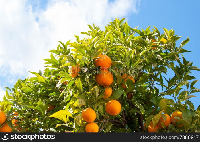 Photo of an orange tree in the famous resort Malaga, Costa del Sol, Spain