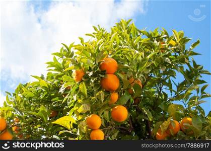Photo of an orange tree in the famous resort Malaga, Costa del Sol, Spain