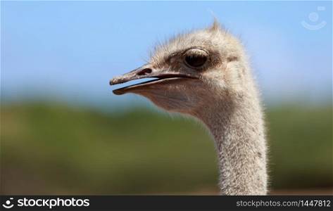 Photo of an ostrich (Struthio camelus) in the Caribbean. Close up shot of its head and beak
