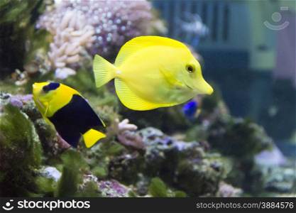 Photo of angel fish and zebrasoma in aquarium