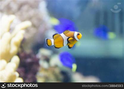 Photo of aquarium clown fish amphiprion percula