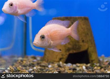 Photo of aquarium fish aulonocara in freshwater