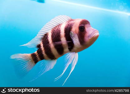 Photo of aquarium fish frontosa in blue water