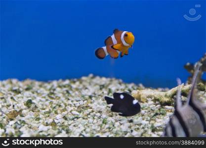 Photo of aquarium fishes in salt water