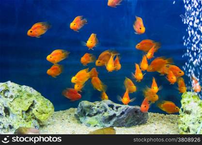 Photo of aquarium parrot fish in blue water