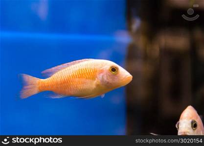 Photo of aulonocara fish in blue water