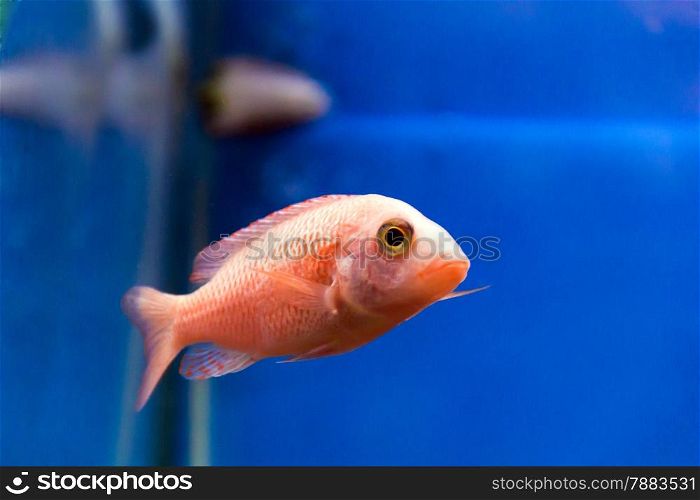 Photo of aulonocara fish in blue water