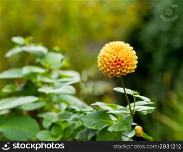 Photo of autumn Marigold flower with green foliage in background