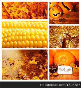 Photo of autumn season collage, autumnal dry foliage, sweet corn, thanksgiving day, pumpkin decoration, harvest season, fall forest, old orange leaves in water puddle, set of autumnal picture