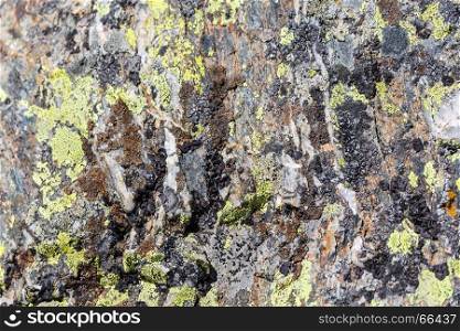 Photo of background wild green texture of moss and lichen
