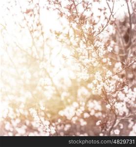 Photo of beautiful cherry blossom, abstract natural background, fine art, spring time season, apple blooming in sunny day, floral wallpaper, soft focus, little white flowers on tree branch