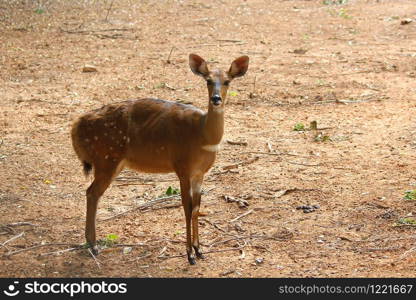 photo of beautiful deer in the zoo