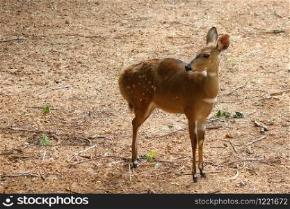 photo of beautiful deer in the zoo