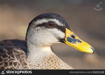 Photo of Beautiful duck with yellow beak