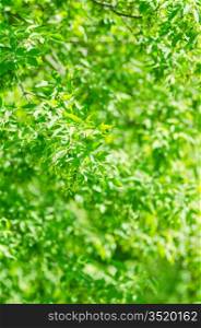 Photo of beautiful green leaves background. Selective focus