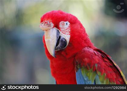 photo of beautiful macaw parrot in zoo