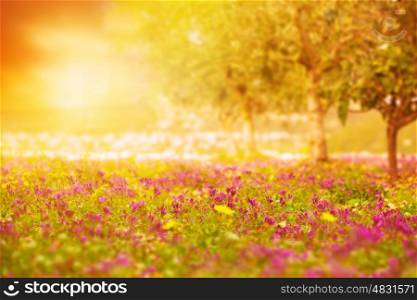 Photo of beautiful orange sunset on floral field, bright yellow sun light on glade with fresh pink flowers, blooming rural meadow, purple wildflower, spring nature, gentle landscape, springtime