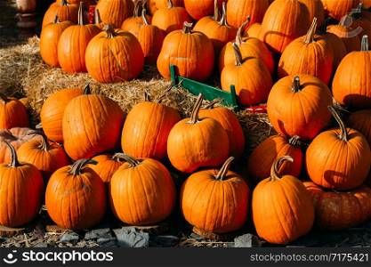 Photo of beautiful pumpkins at outdoor farmer local market in sunny autumn day.. Photo of beautiful pumpkins at outdoor farmer local market in sunny autumn day