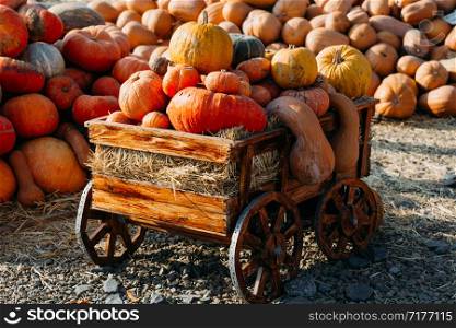 Photo of beautiful pumpkins at outdoor farmer local market in sunny autumn day.. Photo of beautiful pumpkins at outdoor farmer local market in sunny autumn day