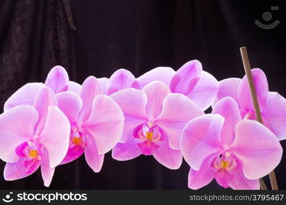 Photo of beautiful purple orchid on black background