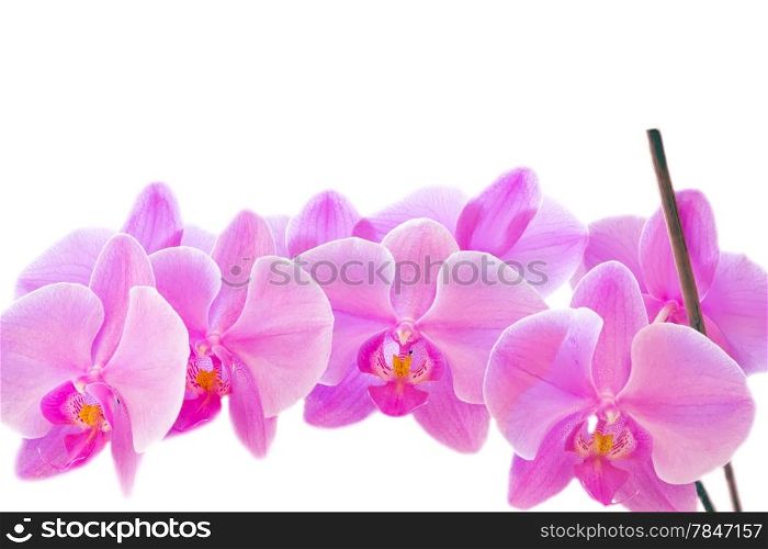 Photo of beautiful purple orchid on white background