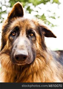 Photo of beautiful sad dog, closeup portrait of german shepherd, brown dog looking at camera, domestic animal playing outdoors, doggie face, adorable pedigreed dog, purebred canine, fluffy pet&#xA;