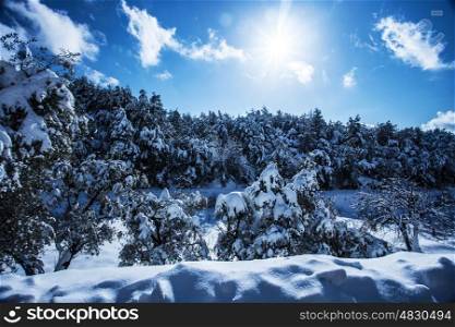 Photo of beautiful snowy forest in the mountain, bright sun shine in blue sky, woods covered white snow, hoarfrost on evergreen tree, branch of spruce cover with rime, cold frosty wintertime weather