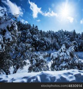 Photo of beautiful snowy forest in the mountains, bright sun shine in blue sky, woods covered white snow, hoarfrost on evergreen tree, branch of spruce cover with rime, cold frosty wintertime weather