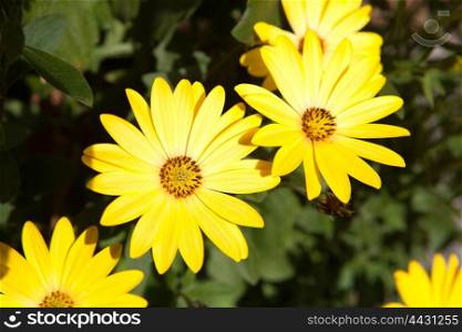 Photo of beautiful yellow flowers close up