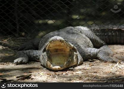 photo of big crocodile in the zoo