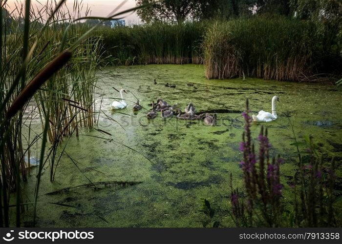 Photo of big family of swans swimming on lake at early morning