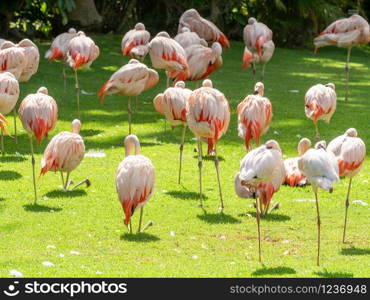 Photo of big flock of pink flaming birds on the grass field. Image of big flock of pink flaming birds on the grass field