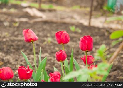 Photo of Blossom of Red Tulips, Springtime Background