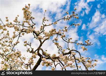 Photo of blossoming apple tree brunch with white flowers on blue sky background. Seasonal background. Photo of blossoming apple tree brunch with white flowers on blue sky background