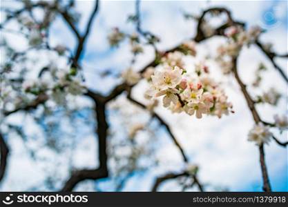 Photo of blossoming apple tree brunch with white flowers on blue sky background. Seasonal background. Photo of blossoming apple tree brunch with white flowers on blue sky background