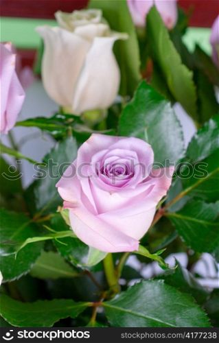 Photo of bright pink roses